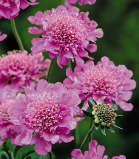 Scabiosa columbaria 'Pink Mist'